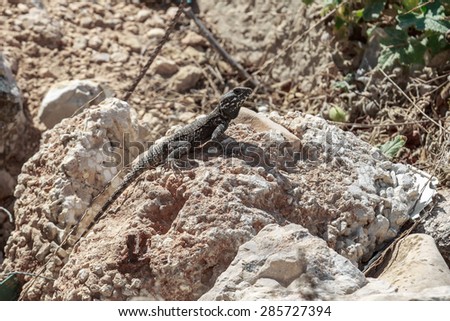 Black stellio lizard who are sitting on a stone