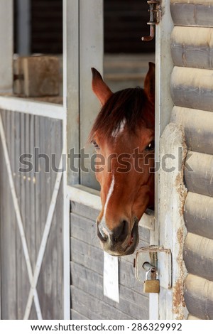 Portrait of one cute horse who is stand in a stable