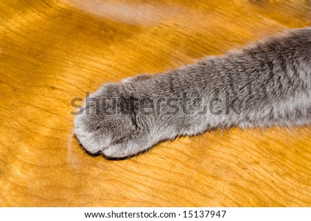 Grey cats paw