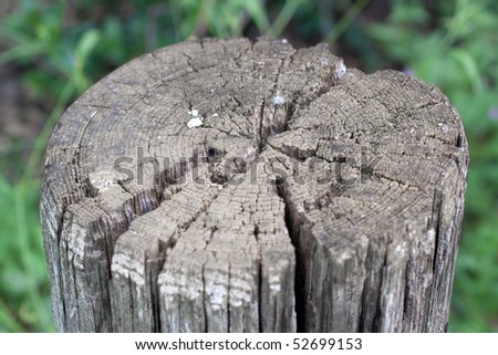 Old stump in a park near Jerusalem