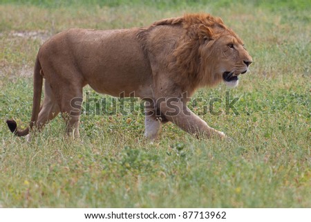 Lion standing over a grass