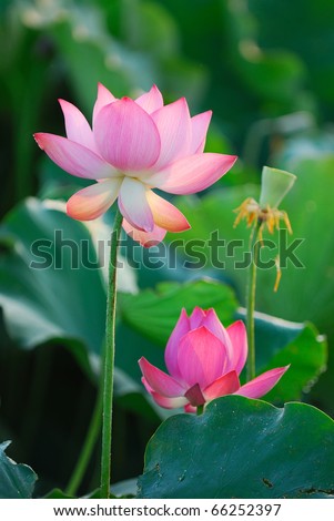 Three stages of the Lotus from birth to death