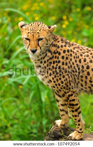 Headshot of Cheetah (Acinonyx jubatus soemmeringii). The cheetah achieves by far the fastest land speed of any living animalÃ¢Â?Â?between 70 and 75 mph in short bursts covering distances up to 1,600ft.