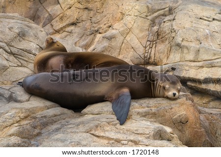 Sea Lion sleeping on rocks