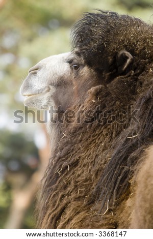 Bactrian Camel (camelus bactrianus) looking at viewer - portrait orientation