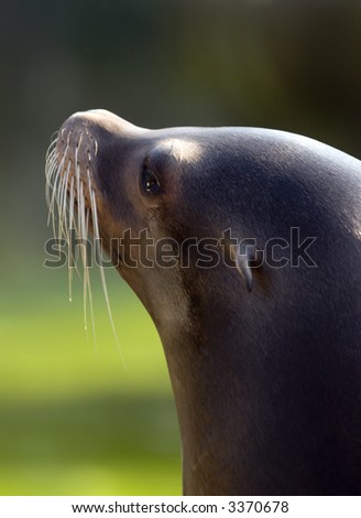 Patagonian Sea Lion (otaria byronia) - portrait orientation