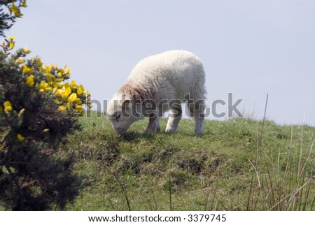Young lamb feeding on grass in meadow - landscape orientation