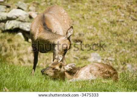 Male & female deer on grass in meadow - landscape orientation