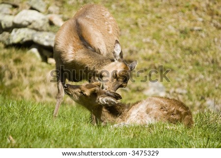 Male & female deer on grass in meadow - landscape orientation