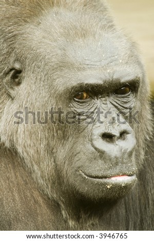 Head shot of male Gorilla - portrait orientation