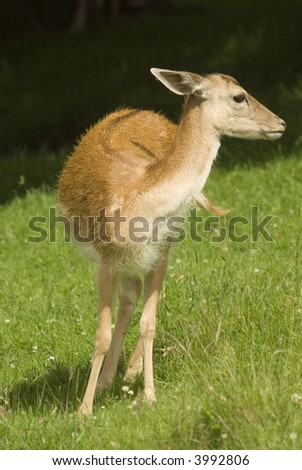 Deer on grass in meadow - portrait orientation