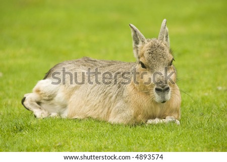 Patagonian Hare (Dolichotis patagonum) - landscape orientation