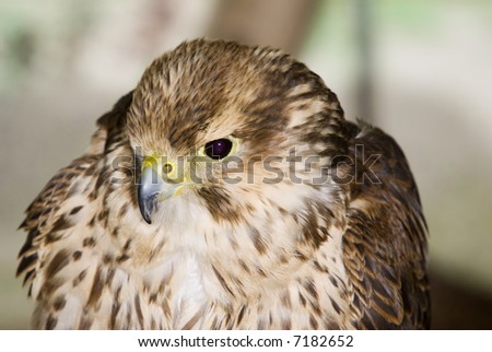 Peregrine Falcon (Falco peregrinus) - landscape orientation