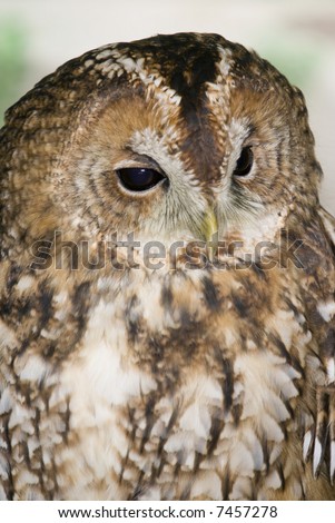 Tawny Owl (Strix Aluco) - portrait orientation