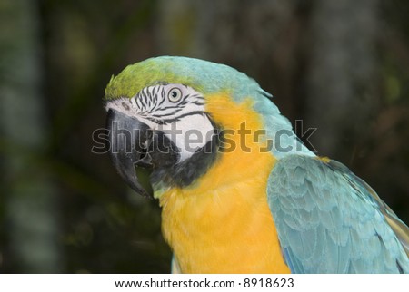 Blue and Yellow Macaw (Ara ararauna) - landscape orientation