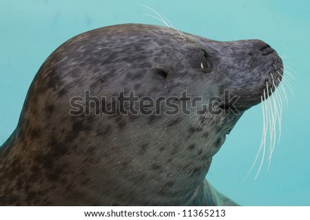 Rescued Grey Seal Pup (Halichoerus grypus) - shallow DOF - focus on eyes