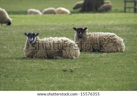 Female Sheep in the Peak District National Park - landscape orientation