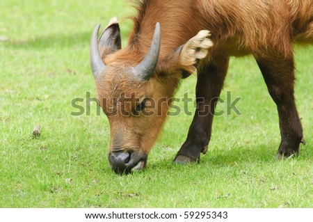 African Forest Buffalo (Syncerus caffer nanus)