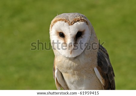 Close up of Barn Owl (Tyto alba)