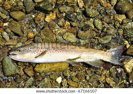 Fly Fishing - Brown tour