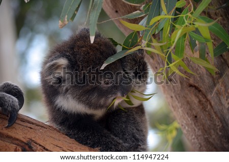 this is a young koala eating eucalyptus leaves