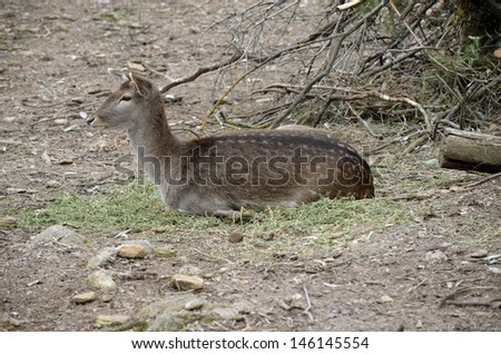 this is a young deer in a field