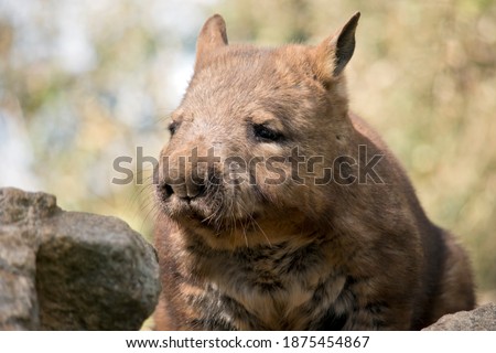 the hairy nosed wombat walks on 4 legs and has sharp claws Photo stock © 