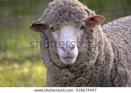 this is a close up of a sheep