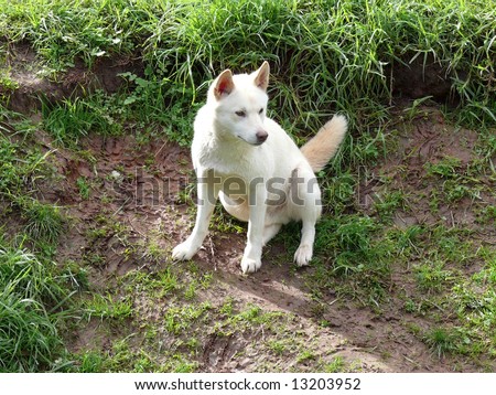 White Dingo Stock Photo 13203952 : Shutterstock