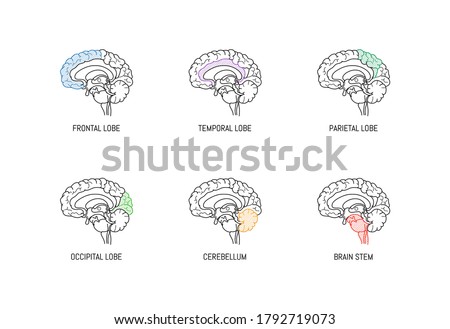 Neuroscience infographic on white background. Human brain lobes and sections illustration. Brain anatomy structure cross section. Neurobiology scientific medical vector in front of futuristic cosmos ストックフォト © 