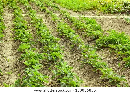 Rows of green strawberry plants planted in the vegetable garden