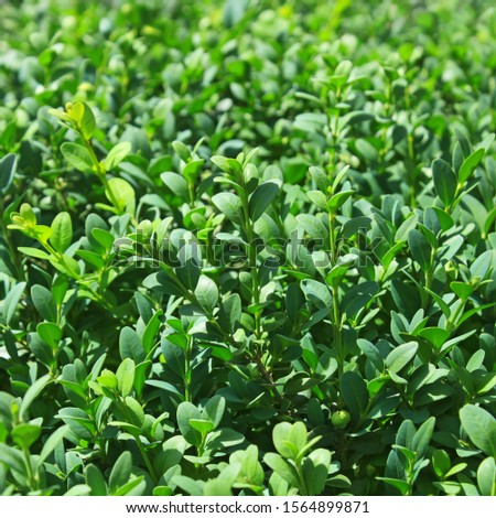 Similar – Image, Stock Photo Densely grown hedge with brick wall and garden fence