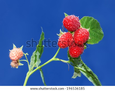 Branch with ripe raspberry berries against a background of blue sky