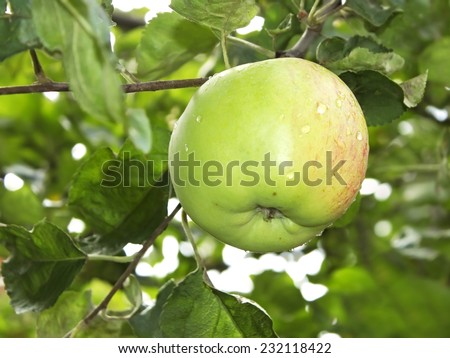 Ripening big apple fruit with water droplets hanging on a branch