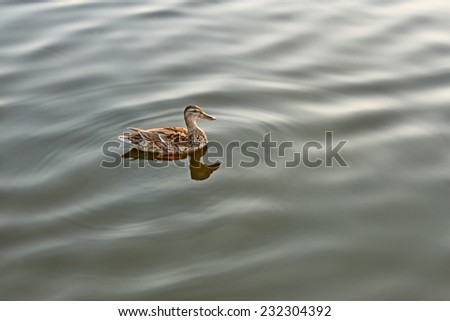 Lonely wild duck floating on calm water