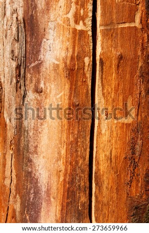 Detail of an old dried cherry tree trunk with shelled bark as a texture