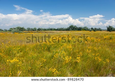 Various summer grass, wildflowers and on the meadow. Kinburn Spit, Ukraine