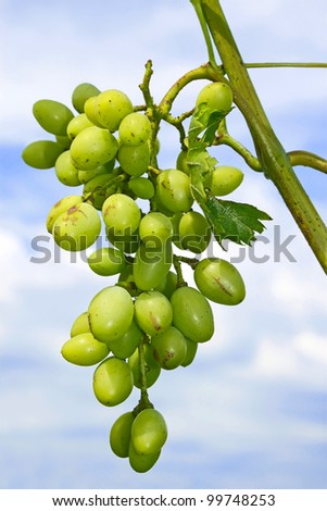 Unripe cluster of white grapes hanging on a branch against the sky with clouds