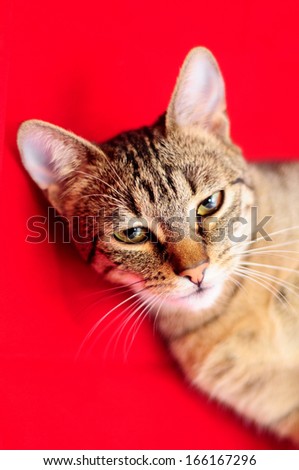 Portrait of brown-eyed cat isolated on red background