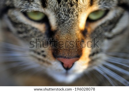 Cat face close up portrait, selective focus on cat nose