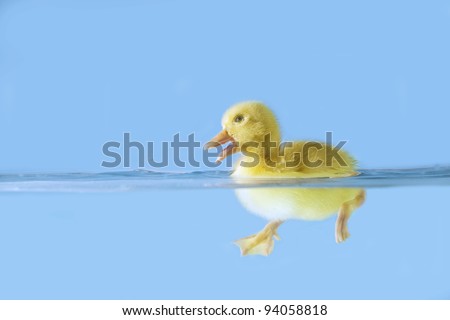 Cute duck floating on water isolated over blue background