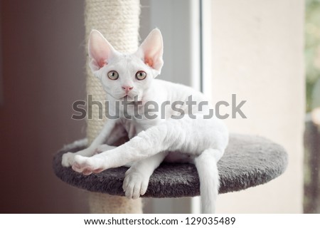 Devon rex cat sitting on scratching post