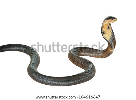 Cobra Snake Isolated On White Background Stock Photo 104616647 ...