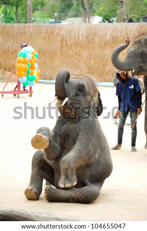 PRACHUAP KHIRI KHAN, THAILAND - MAY 06: The elephant sitting during show in Hua Hin Safari & Adventure Park on May 06, 2012 in Prachuap Khiri Khan, Thailand.