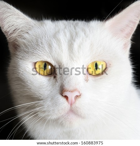 closeup white cat\'s face with yellow eyes