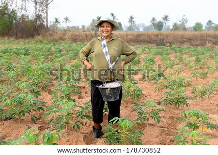 CHONBURI, THAILAND - FEBRUARY 26: Unidentified old women gardener apply fertilizer to cassava tree on February 26, 2014 in Chonburi, Thailand.