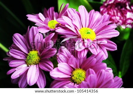 Purple flowers with water drop in the party