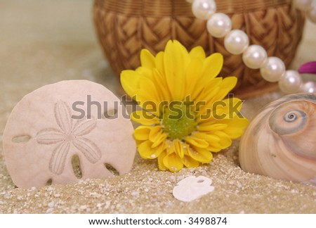 Sand Dollar and Sea Shells on Beach, Shallow DOF