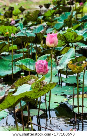 Pink lotus buds in the lotus pond