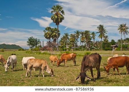 Cows eating the grass on the field in Thailand